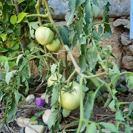 Olea Sigacik & Bistro سفيريهيسار